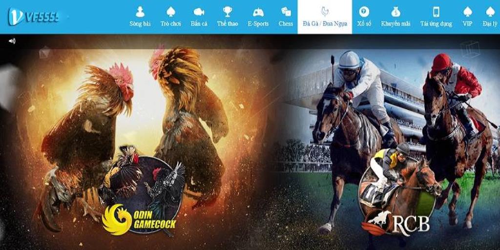 Khám phá sảnh đá gà Vf555 có gì hấp dẫn người chơi?