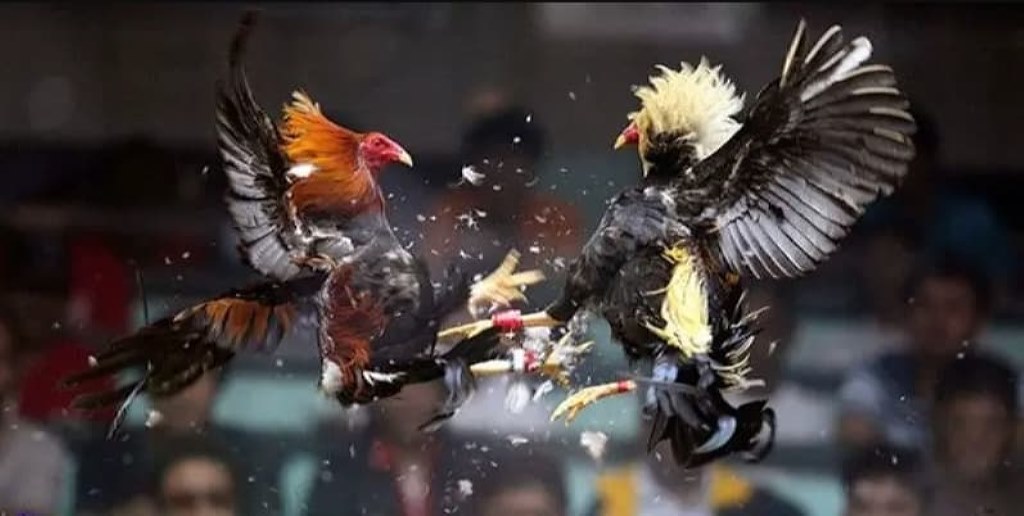 Vf555 cung cấp đa dạng các loại hình cá cược đấu gà trực tuyến